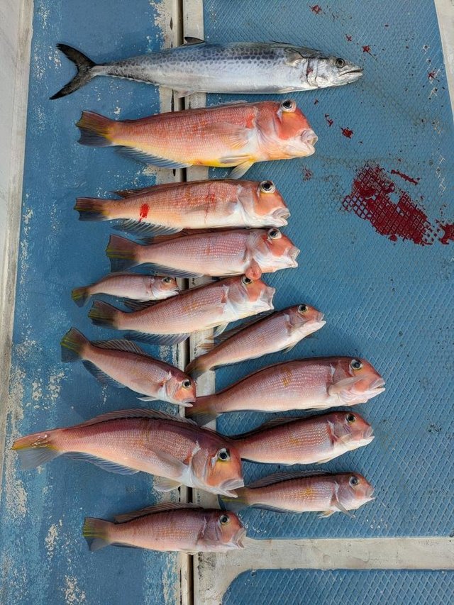 アマダイ(アカアマダイ)