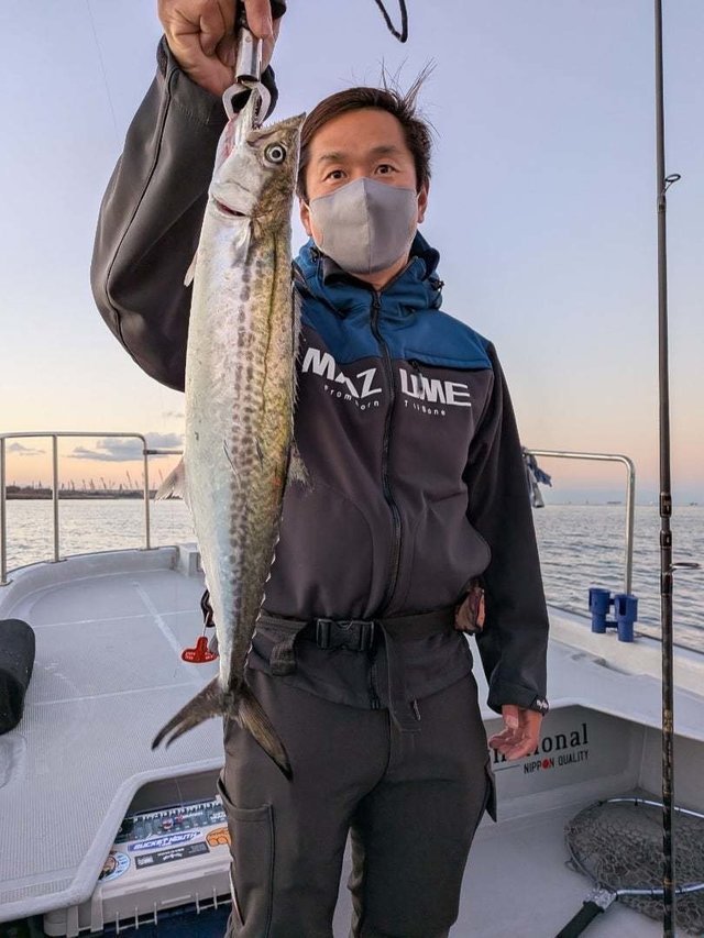 サゴシ(サワラ)