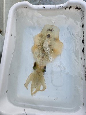 スミイカ(コウイカ)