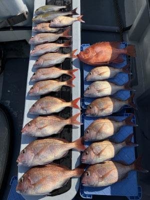 マダイ・イサキ・キントキ(チカメキントキ)