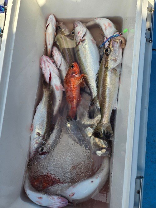 アカイサキ・アラ