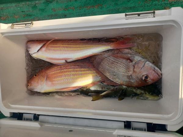 マダイ・イトヨリ(イトヨリダイ)