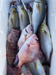 マダイ・マハタ・イサキ