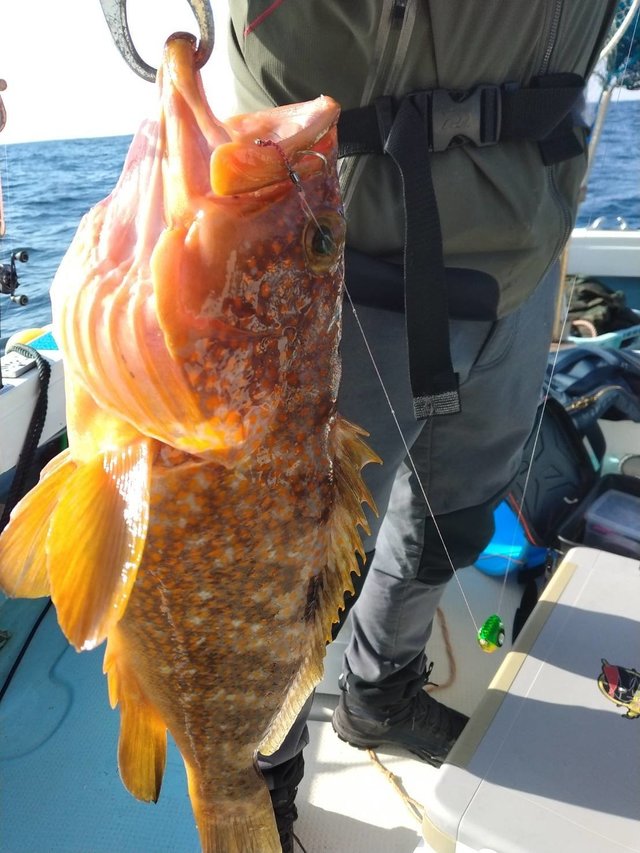 アコウ(キジハタ)