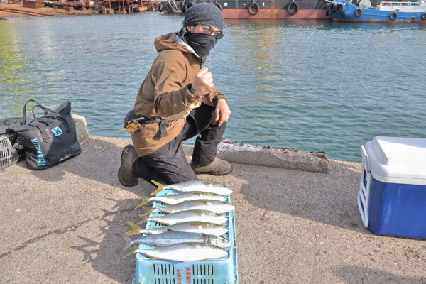 ハマチ(ブリ)・サゴシ(サワラ)