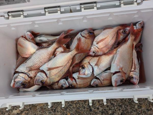 ハナダイ(チダイ)