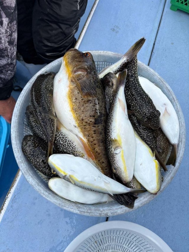 アカメフグ・ショウサイフグ