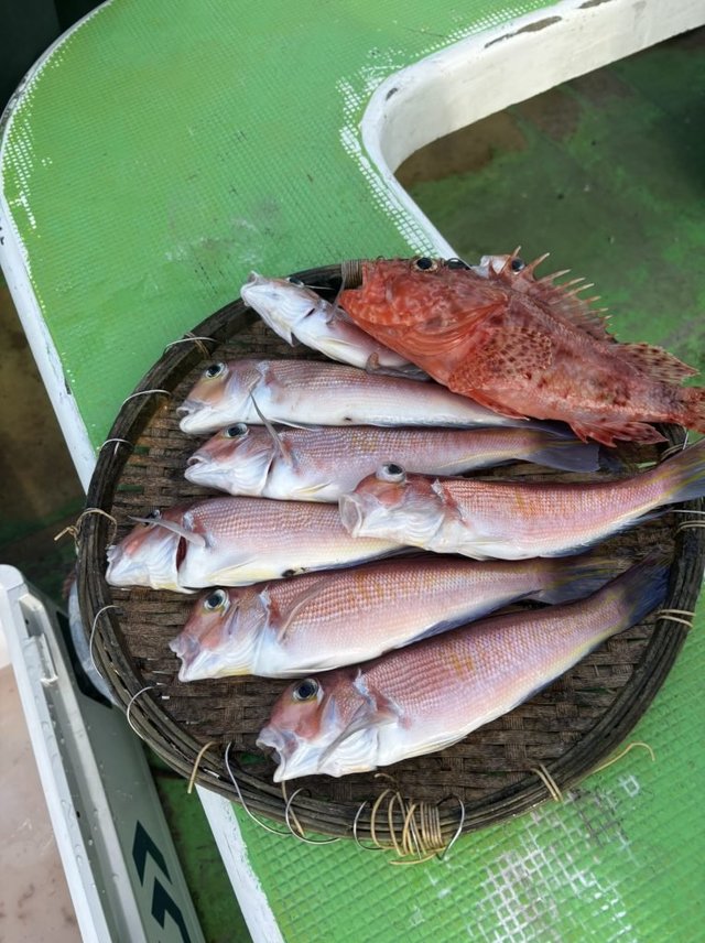 アマダイ(アカアマダイ)・カサゴ