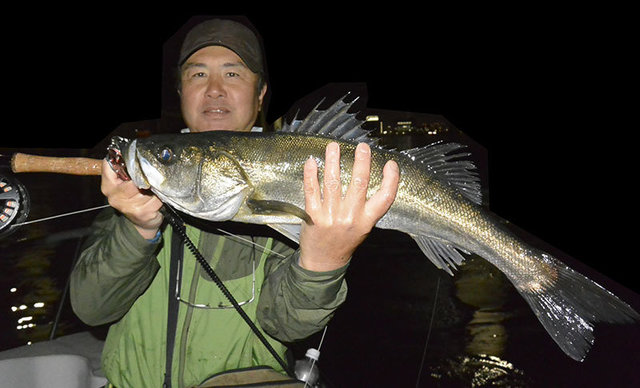 シーバス(スズキ)