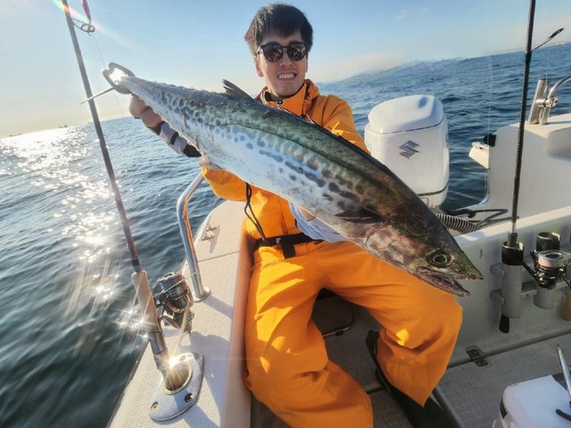 サゴシ(サワラ)