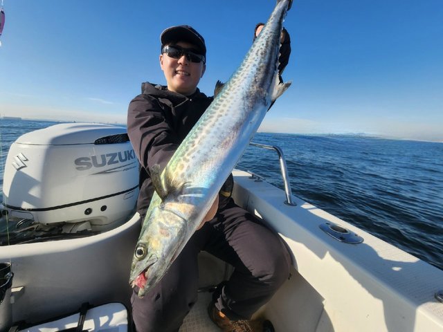 サゴシ(サワラ)