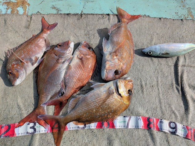 タイ(マダイ)・マサバ