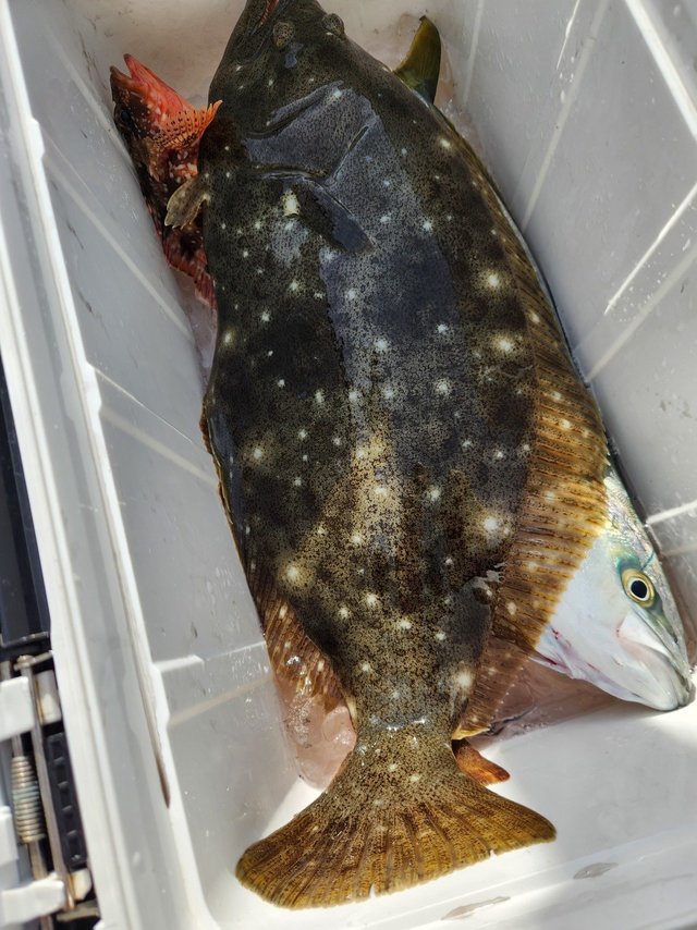 イナダ(ブリ)・カサゴ・ヒラメ