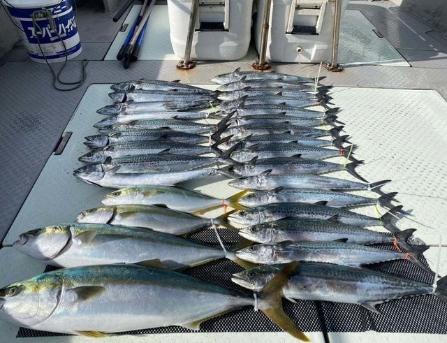 ハマチ(ブリ)・サワラ