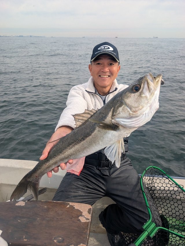 シーバス(スズキ)