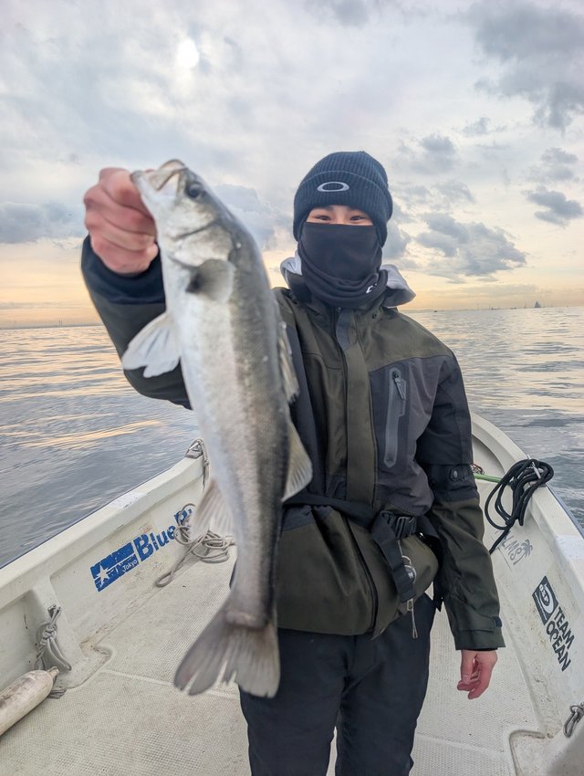 シーバス(スズキ)