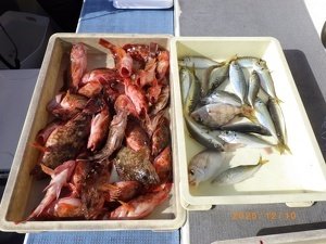 アジ(マアジ)・カサゴ