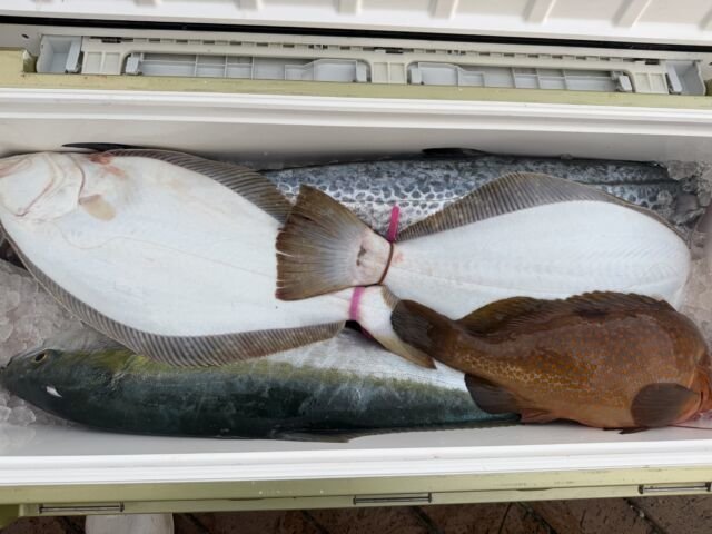 キジハタ・ブリ・サワラ・ヒラメ