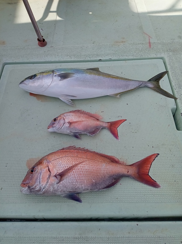 マダイ・メジロ(ブリ)