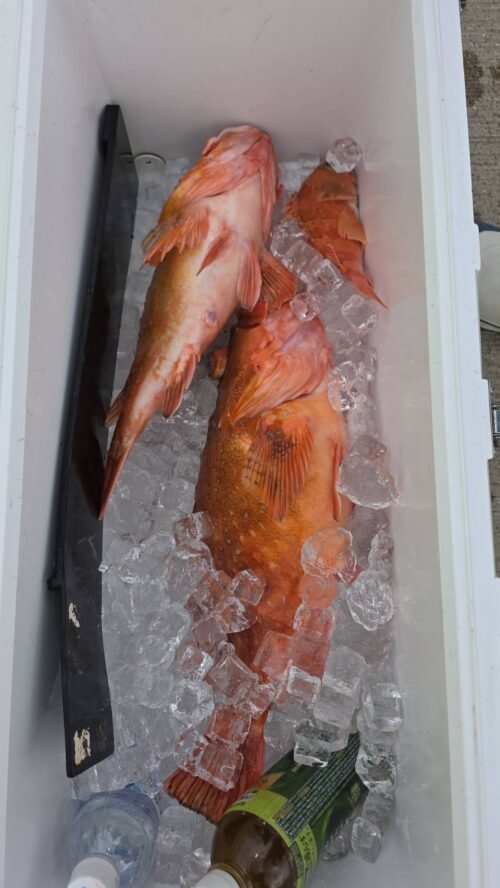 カンコ(ウッカリカサゴ)