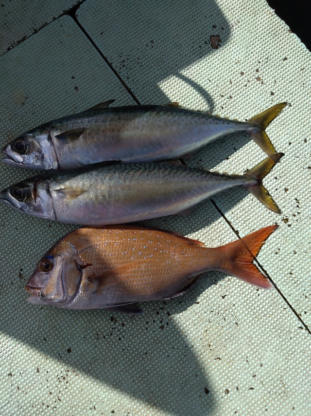 タイ(マダイ)・サバ(マサバ)