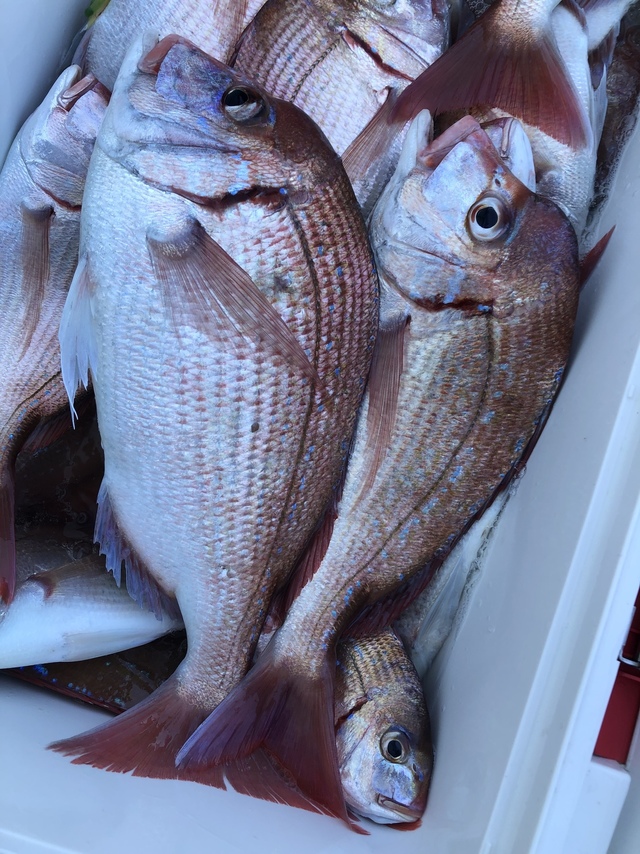 ハナダイ(チダイ)