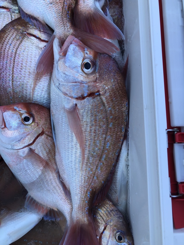 ハナダイ(チダイ)