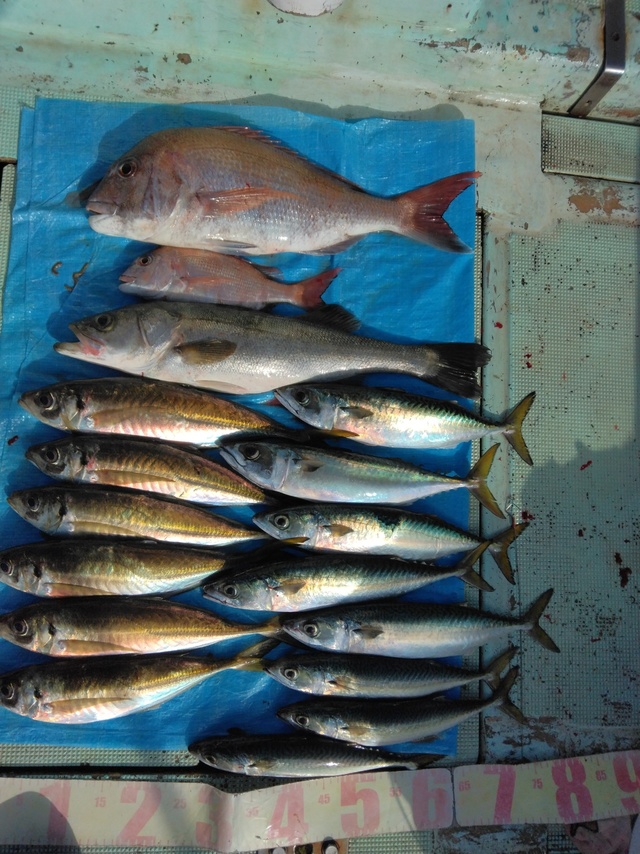 マダイ・スズキ・マアジ・マサバ