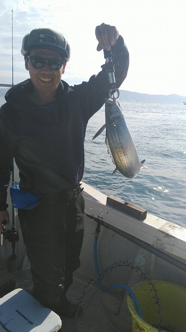 サゴシ(サワラ)