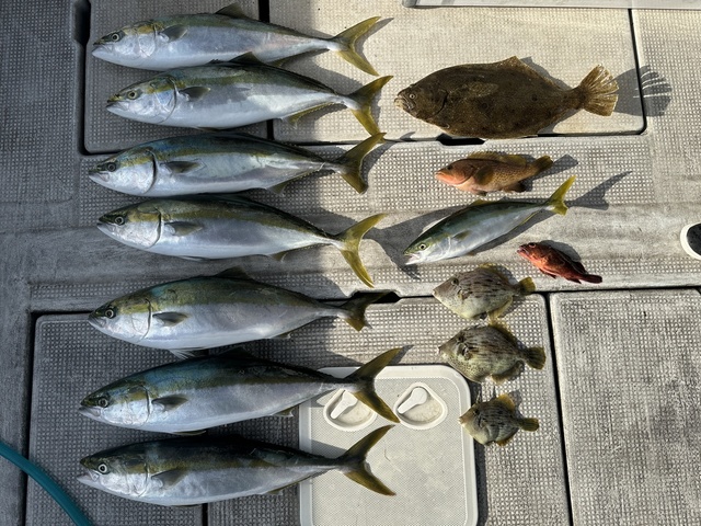 アコウ(キジハタ)・ツバス(ブリ)・メジロ(ブリ)・ガシラ(カサゴ)・ヒラメ・カワハギ