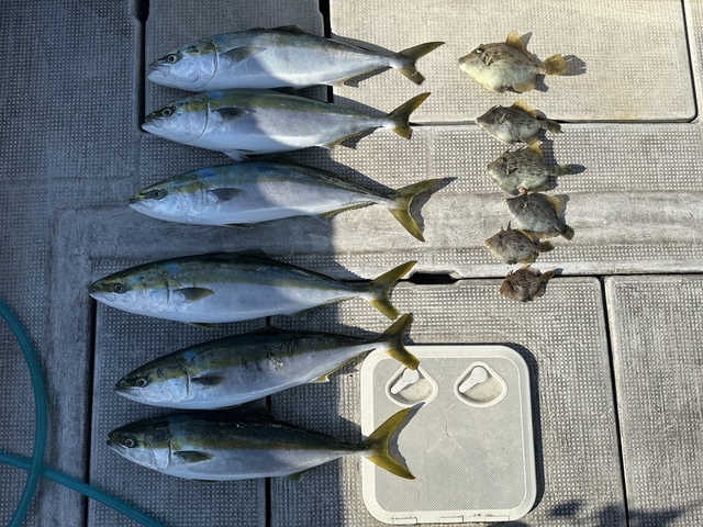 メジロ(ブリ)・カワハギ