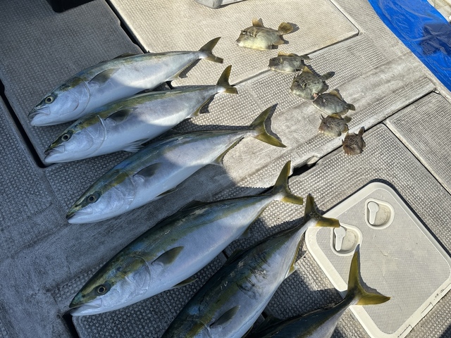 メジロ(ブリ)・カワハギ