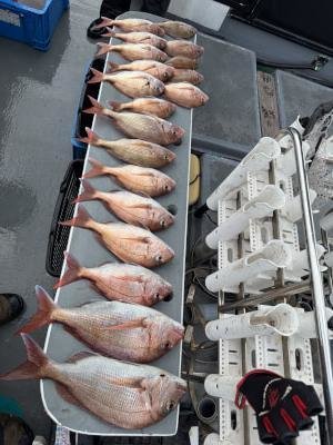 マダイ・コダイ(マダイ)・チダイ