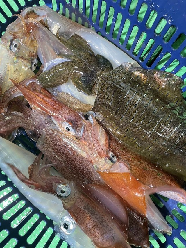 アオリイカ・ヤリイカ