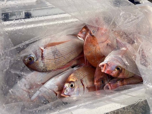 ハナダイ(チダイ)