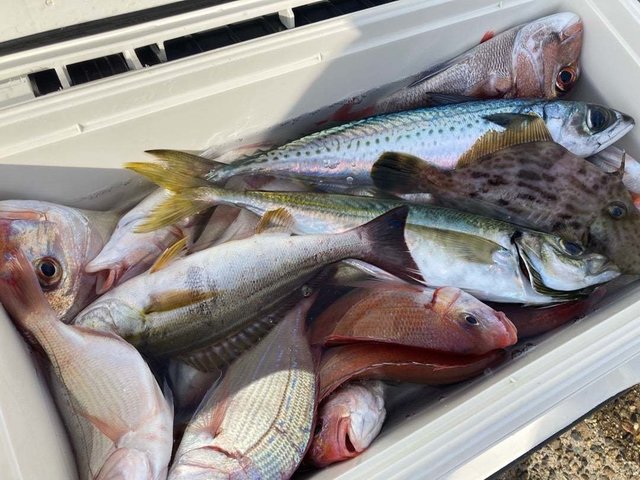 ハナダイ(チダイ)・イサキ・サバ(マサバ)・ウマヅラ(ウマヅラハギ)