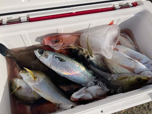 ハナダイ(チダイ)・イサキ・サバ(マサバ)