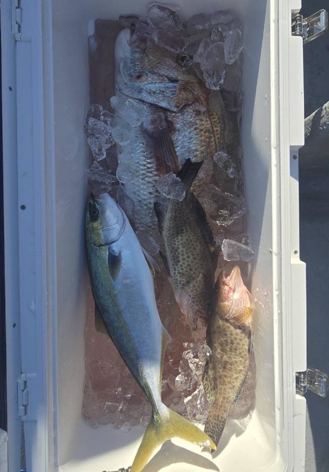 マダイ・オオモンハタ・イナダ(ブリ)