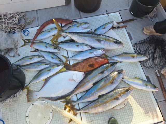 ヒラス(ヒラマサ)・ヒラメ