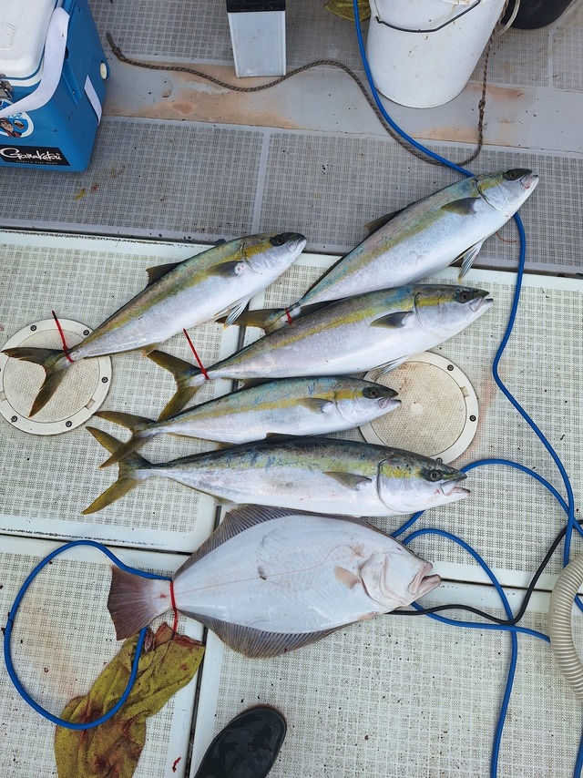 ヒラス(ヒラマサ)