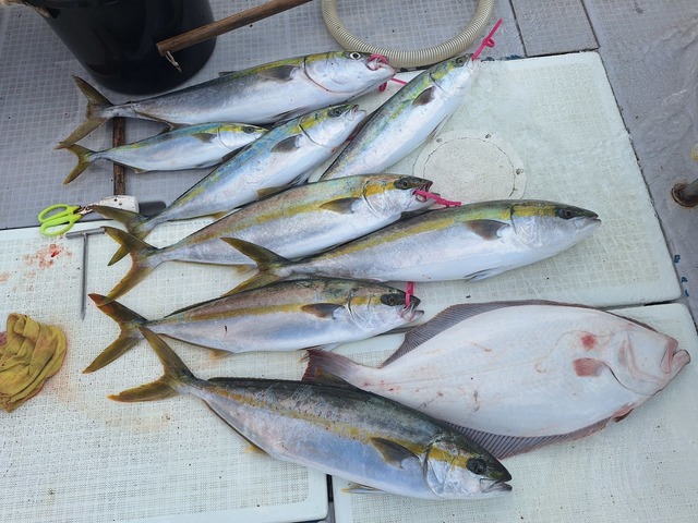 ヒラス(ヒラマサ)