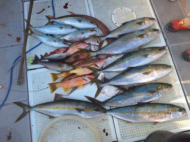 ヒラス(ヒラマサ)