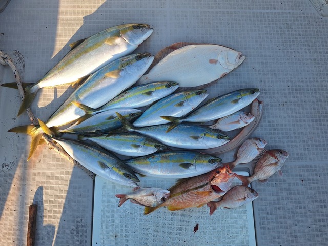 ヒラス(ヒラマサ)