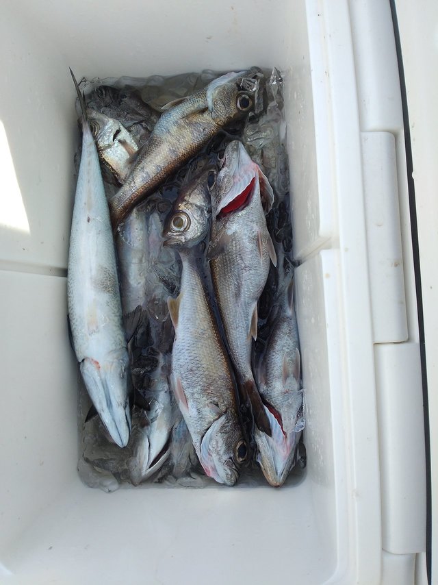 クロムツ・シロムツ(オオメハタ)・サバ(ゴマサバ)