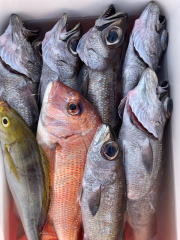 マダイ・イサキ・クロムツ