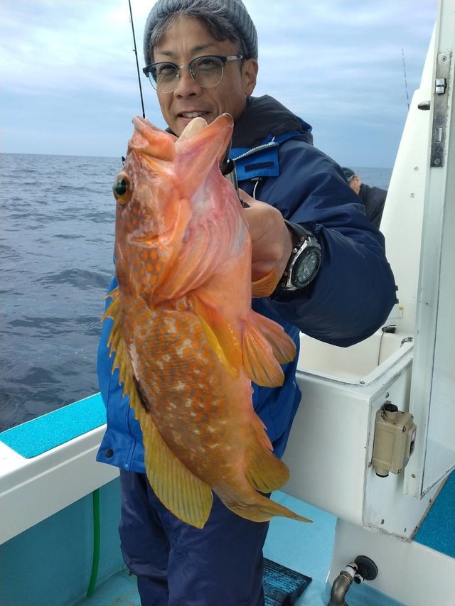 アコウ(キジハタ)