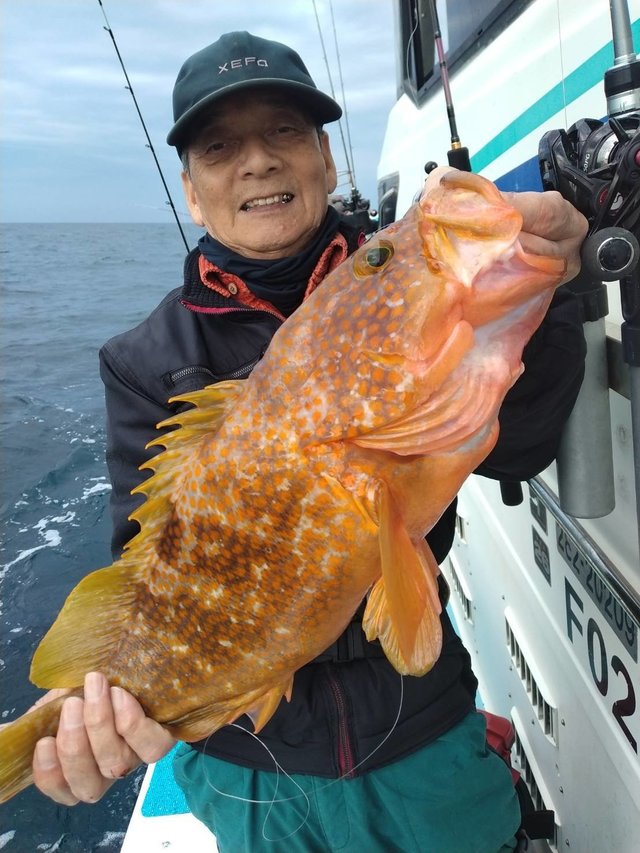 アコウ(キジハタ)