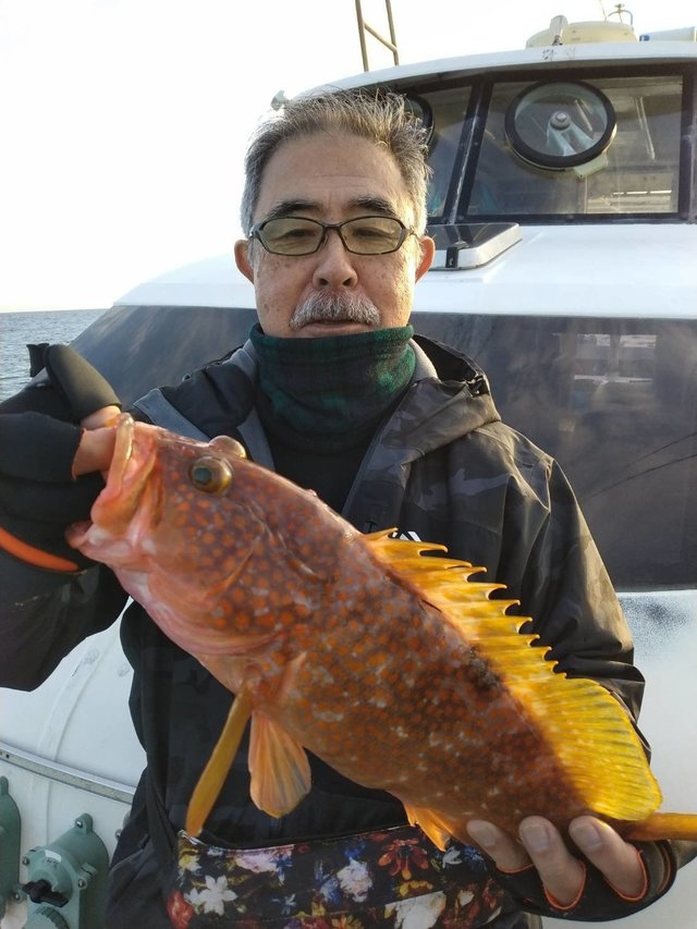 アコウ(キジハタ)