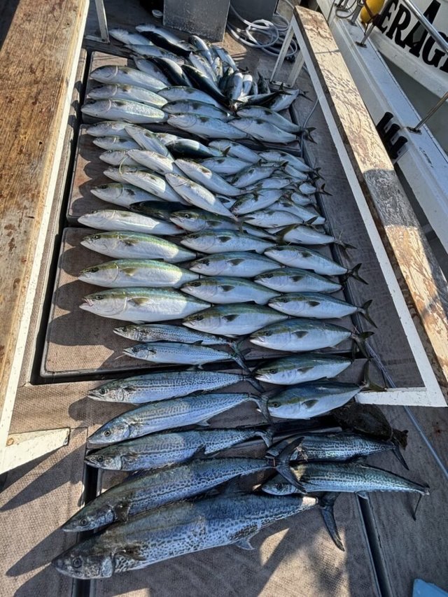 ハマチ(ブリ)・カンパチ・サワラ・サゴシ(サワラ)