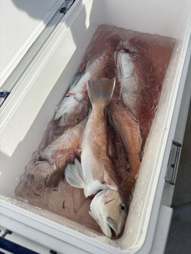 アマダイ(アカアマダイ)